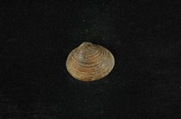 藏品(臺灣蜆)的圖片
